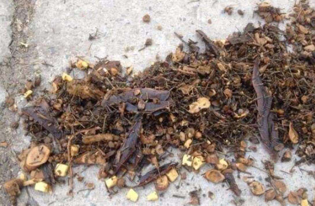 中藥渣、西藥渣、抗生素菌渣等糟渣